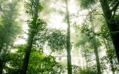 Next Level Carbon Neutral Practices In Michigan