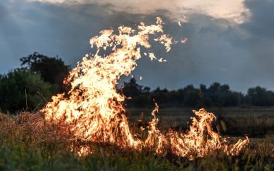 Protectors: Unveiling The Power Of Plant-Based Solutions In Hawaii’s Fireplains Crisis